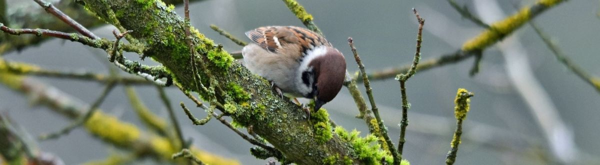 [paste advice page name here]